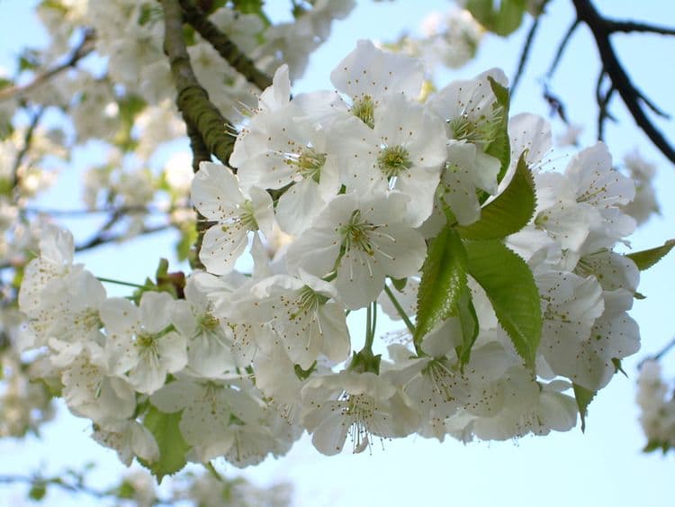 Volné dny pro žáky